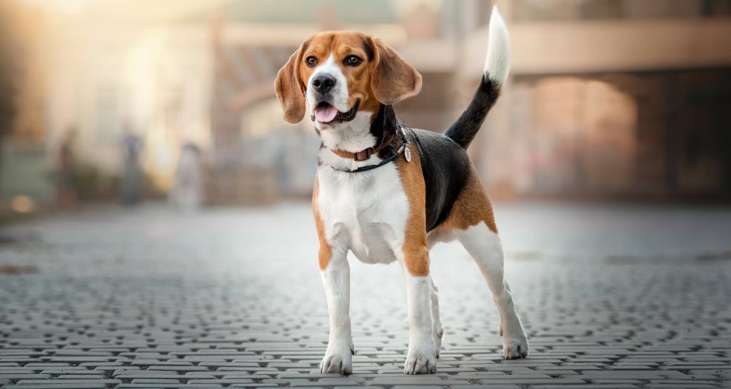 Beagle: tutte le caratteristiche di questo cane