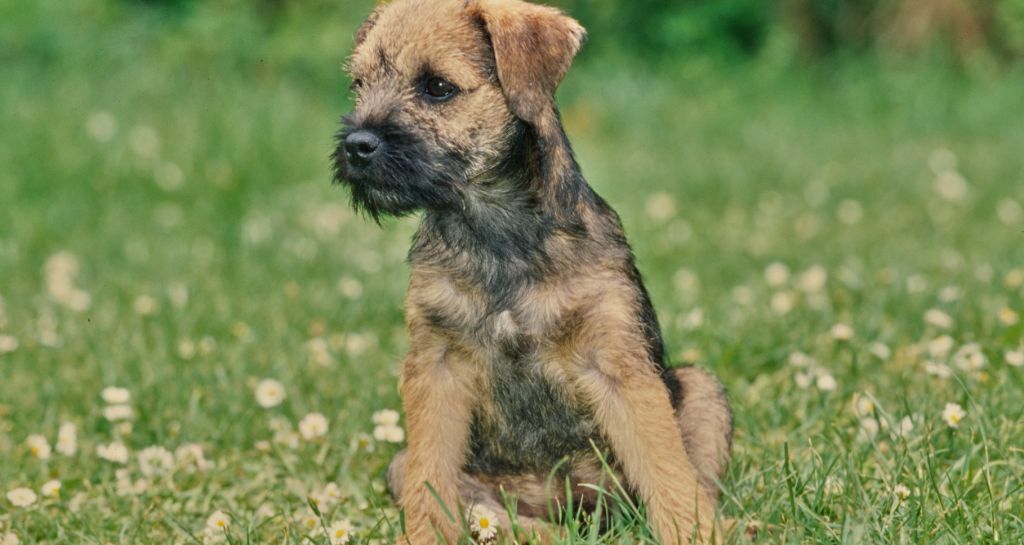 Border Terrier