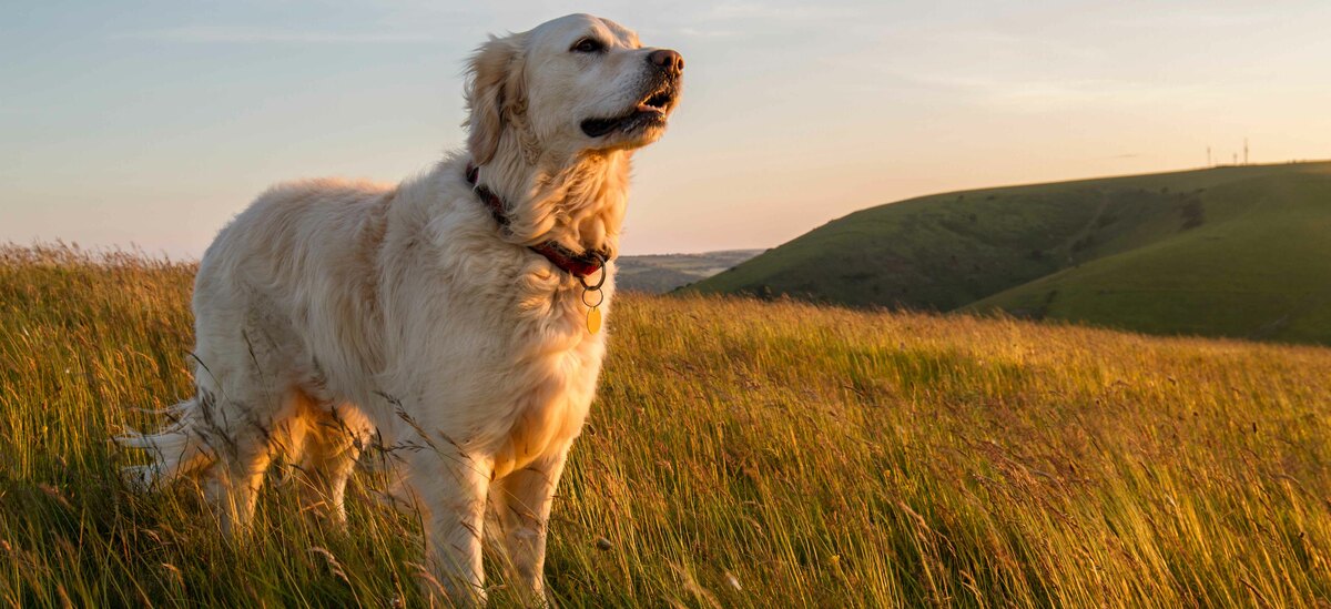 Scopriamo tutti i segreti della razza di cane Labrador