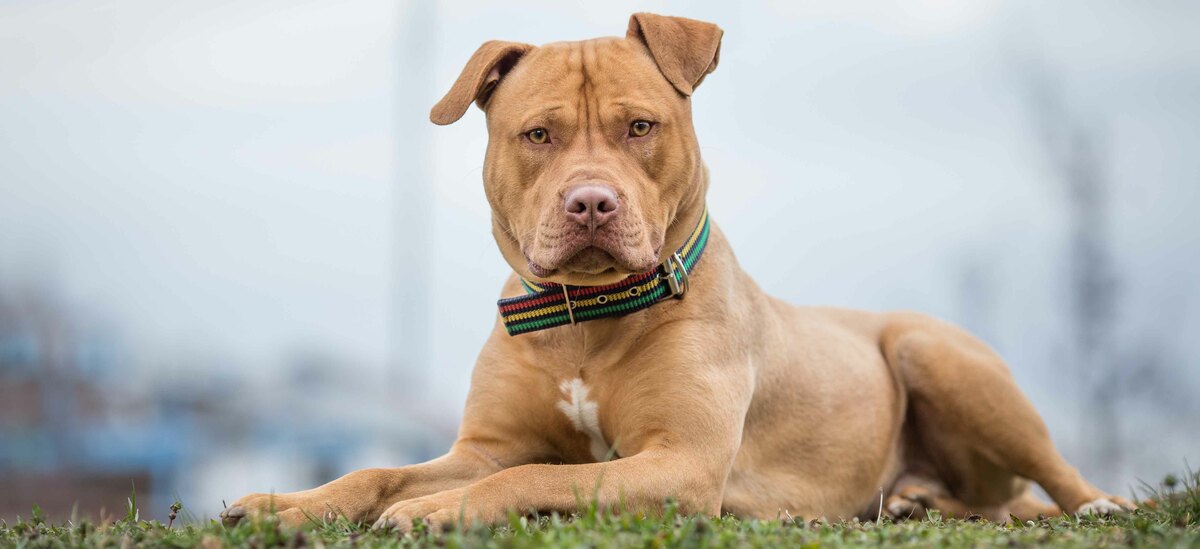 Scopriamo tutti i segreti della razza di cane Pitbull