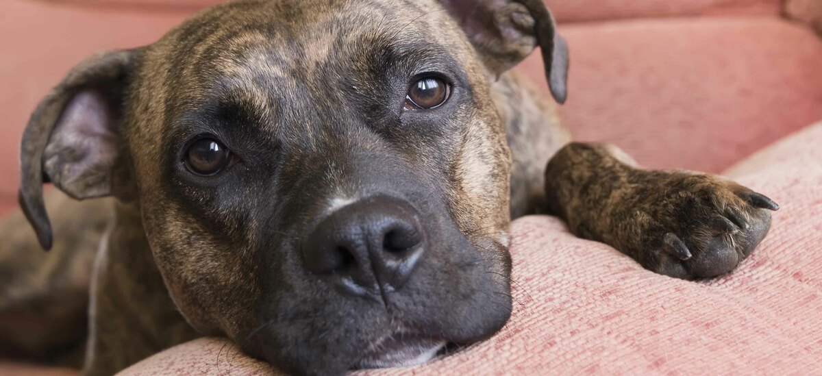 Carattere del Pitbull