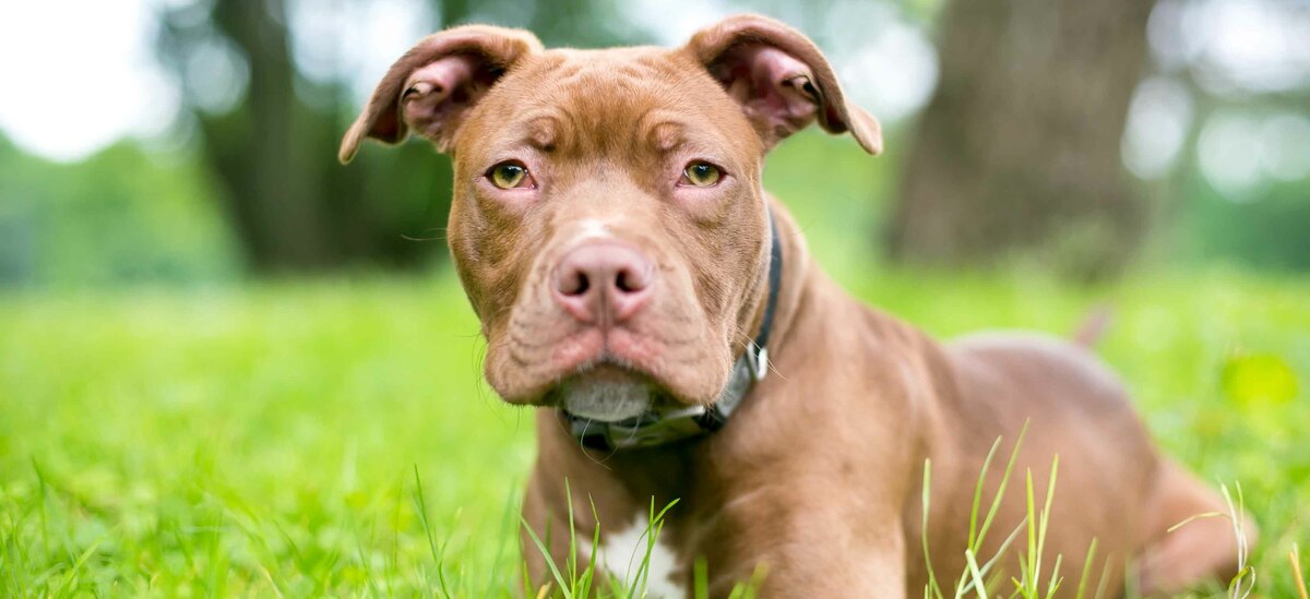 La salute del Pitbull