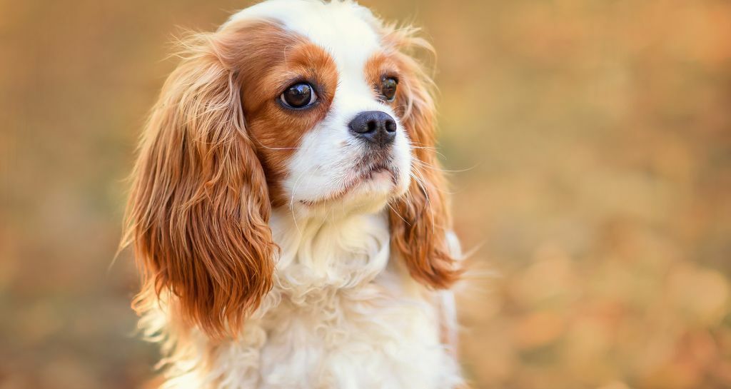 Cavalier King: tutto su questa razza