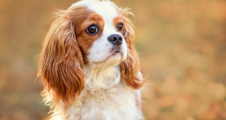 Cavalier King: tutto su questa razza