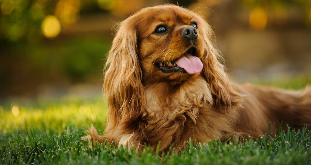 Cane Cavalier King