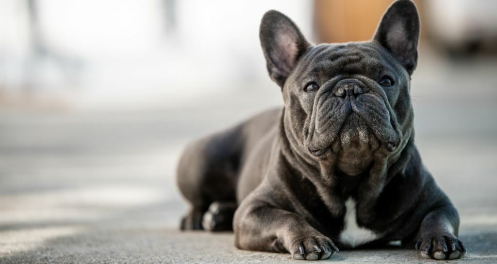 Bulldog francese: le caratteristiche della razza
