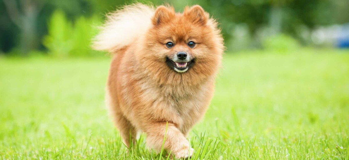 Scopriamo tutti i segreti della razza di cane Spitz