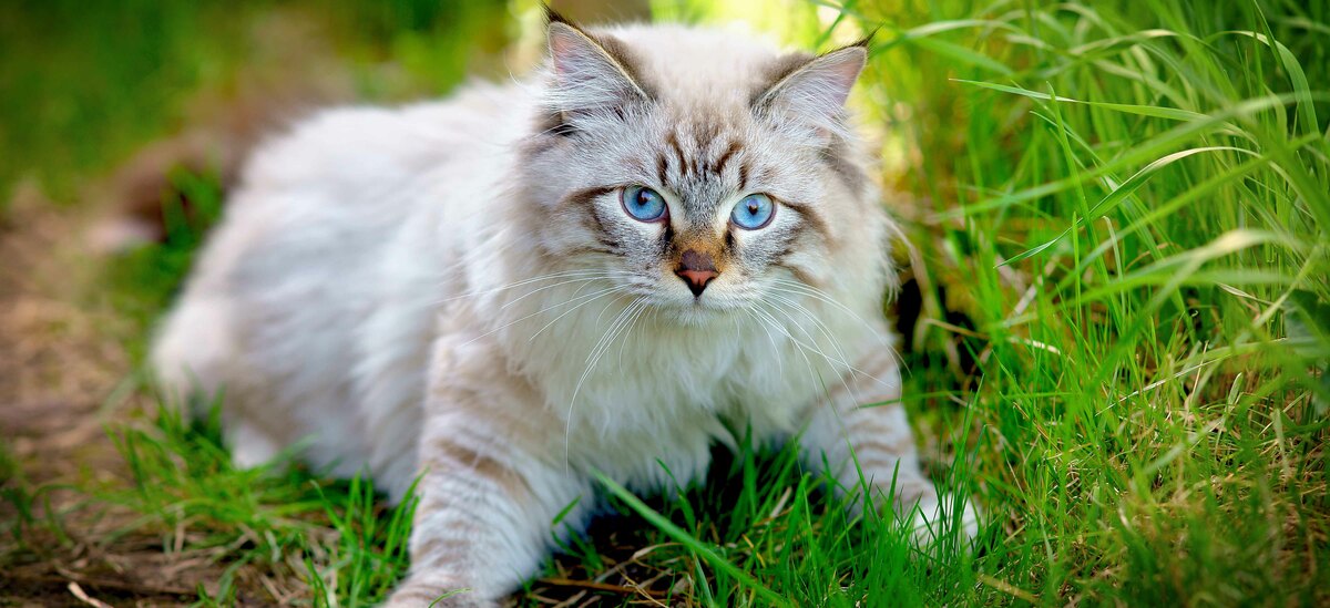 Ecco tutto quello che c'è da sapere sulla razza di gatto Neva Masquerade