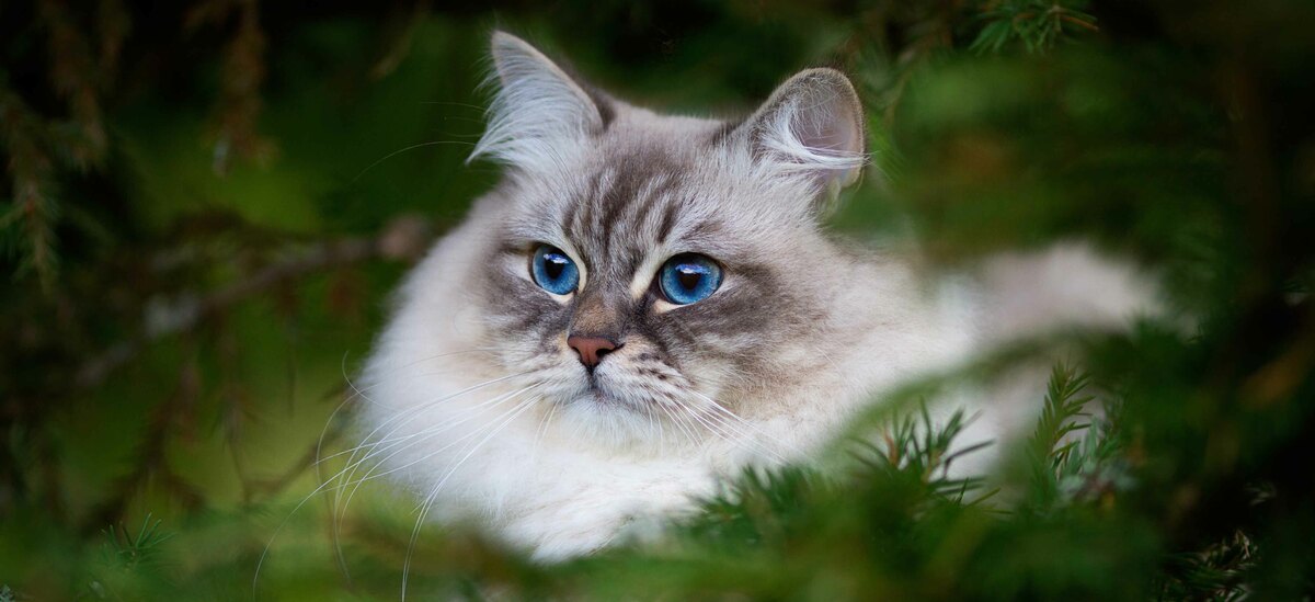 Neva Masquerade caratteristiche fisiche