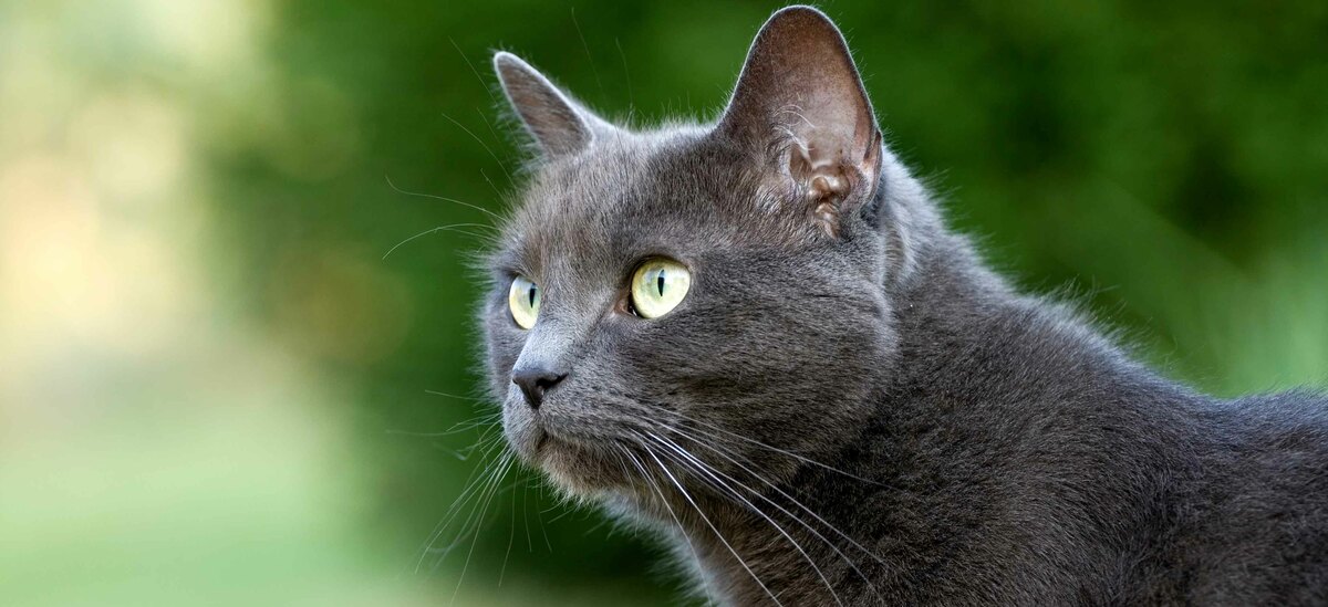 Ecco tutto quello che c'è da sapere sulla razza di gatto Certosino