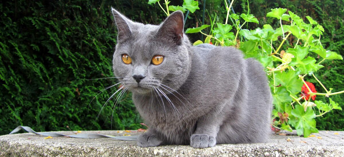 Razza di gatto Certosino