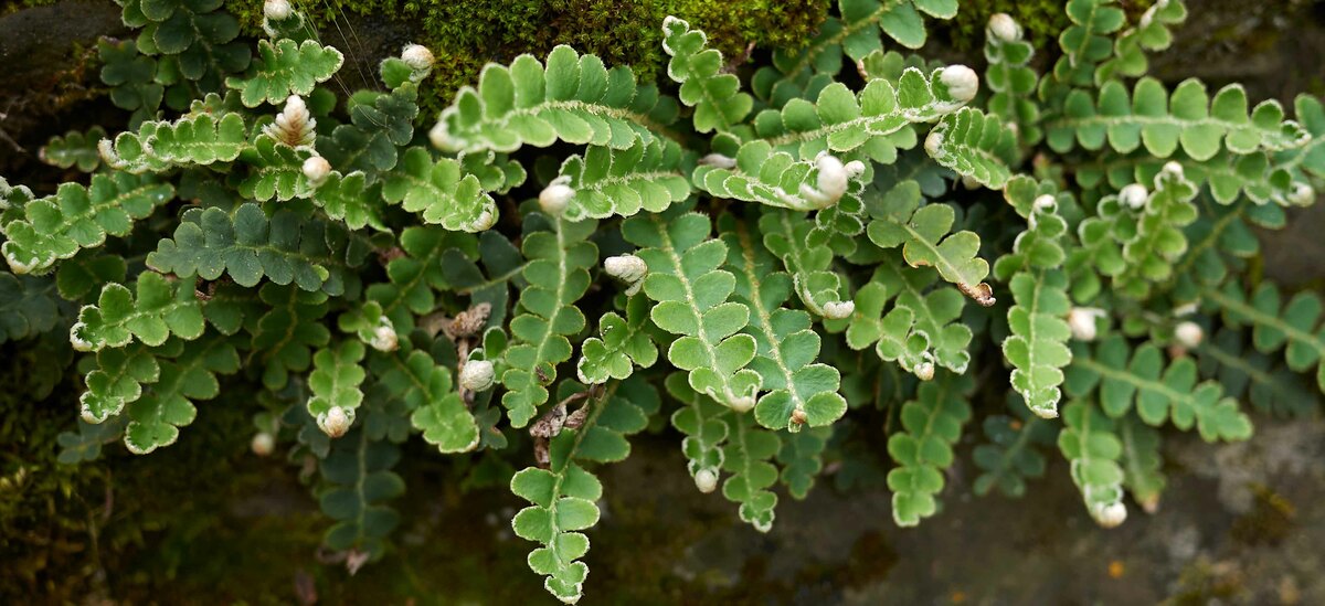 Scopriamo le caratteristiche e gli usi dell'erba spaccapietra