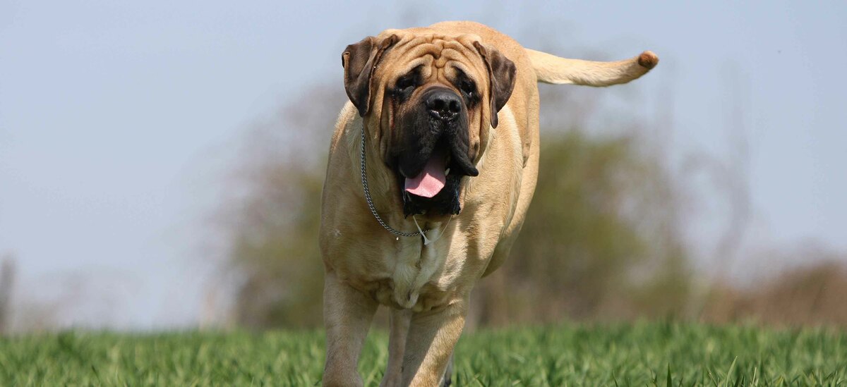 Ecco quali sono le razze di cani più grandi