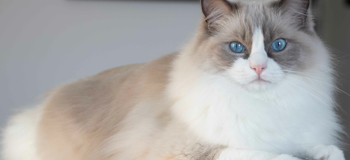 Scopriamo tutti i segreti della razza di gatto Ragdoll