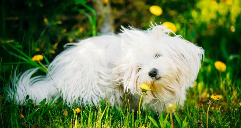 Cane Bolognese: tutte le caratteristiche