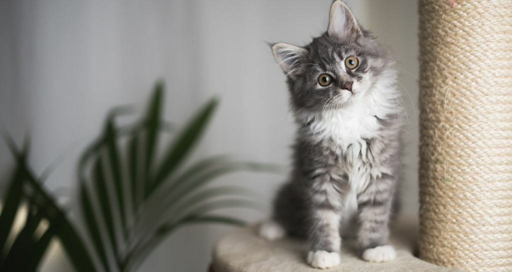 Gattini che soffiano: cosa significano?