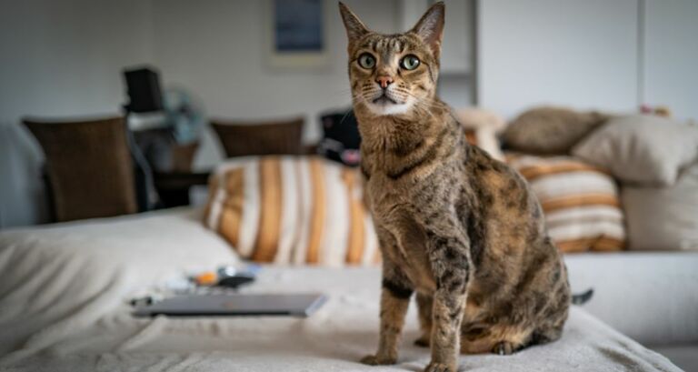 Gatto Savannah: tutte le caratteristiche 
