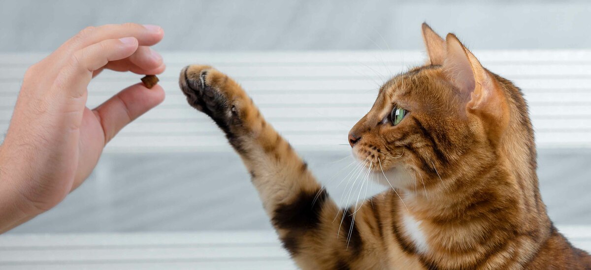 Scopriamo come addestrare un gatto