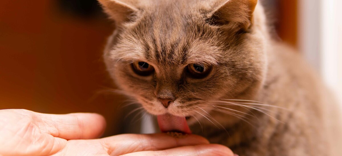 È possibile addestrare un gatto?