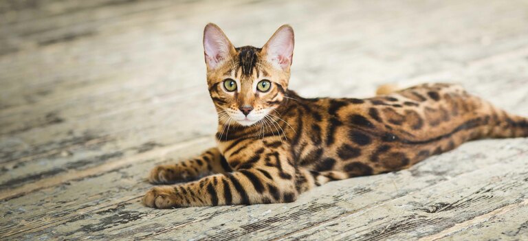 Scopriamo tutti i segreti del gatto del Bengala