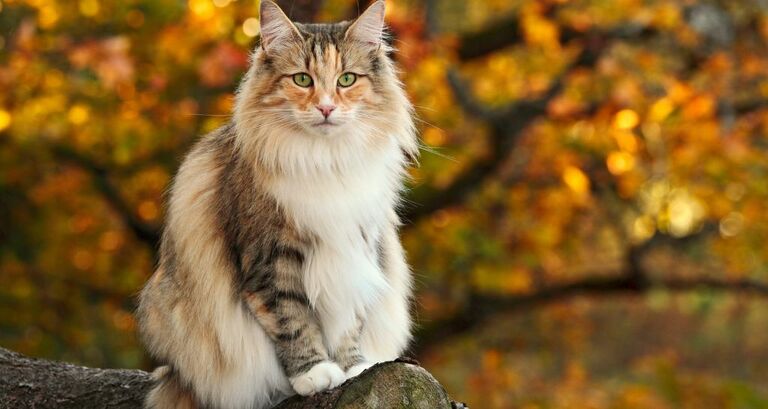 Gatto Norvegese delle Foreste: le caratteristiche