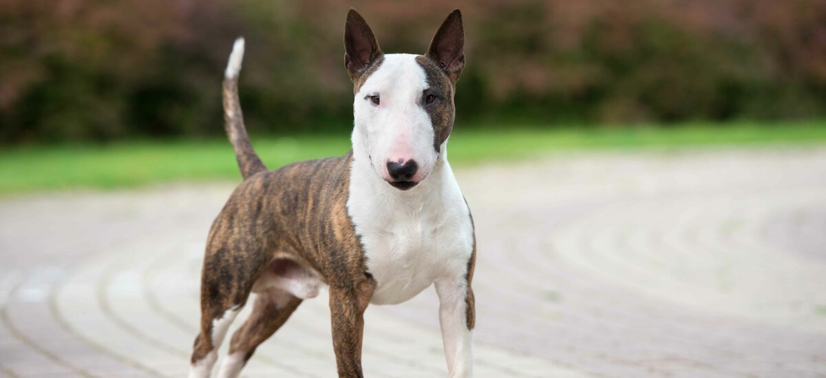 Scopriamo tutti i segreti della razza Bull Terrier