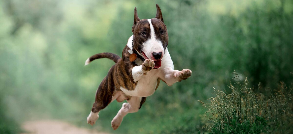 Bull Terrier