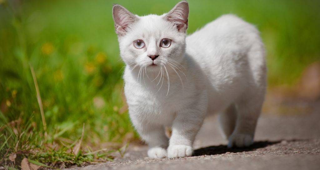 Gatto Munchkin: tutte le caratteristiche