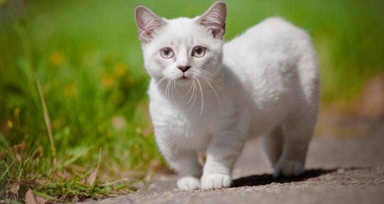 Gatto Munchkin: tutte le caratteristiche