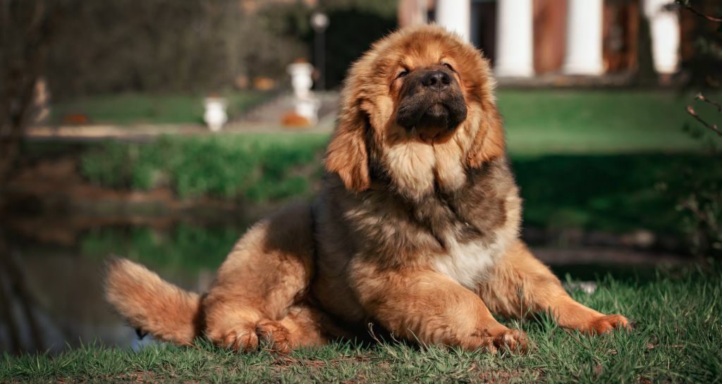 Mastino Tibetano: le caratteritische