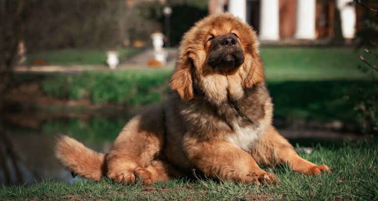 Mastino Tibetano: le caratteritische