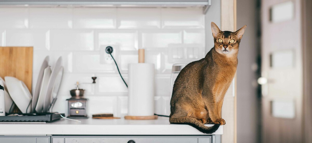 Scopriamo tutte le caratteristiche della razza di gatto Abissino