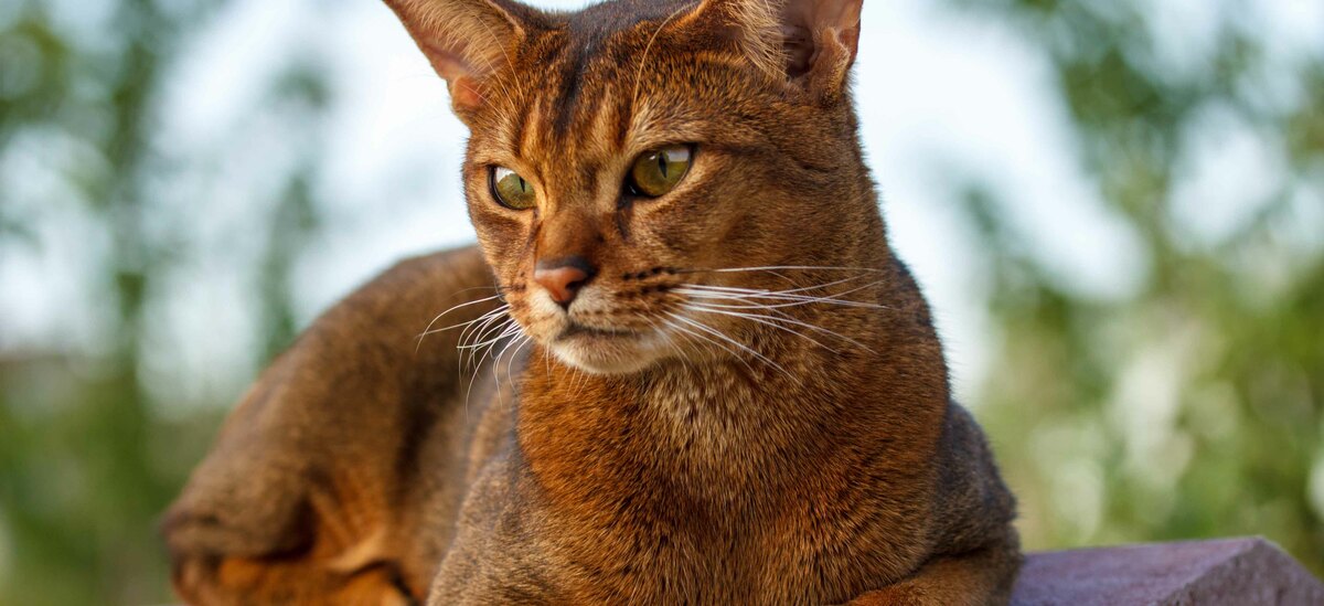 Gatto Abissino