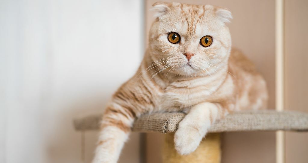 Scottish Fold: tutte le caratteristiche della razza