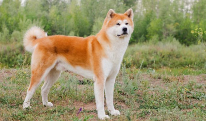 Akita Inu: le caratteristiche