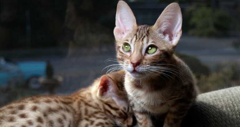 Ocicat razza di gatto
