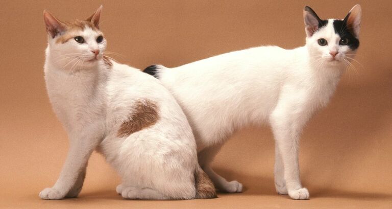 Bobtail giapponese_tutto sulla razza di gatto