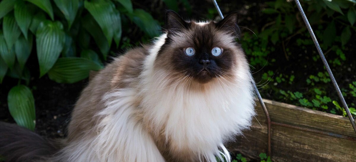 Scopriamo tutte le caratteristiche del gatto himalayano