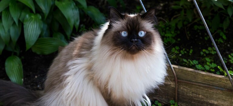 Scopriamo tutte le caratteristiche del gatto himalayano