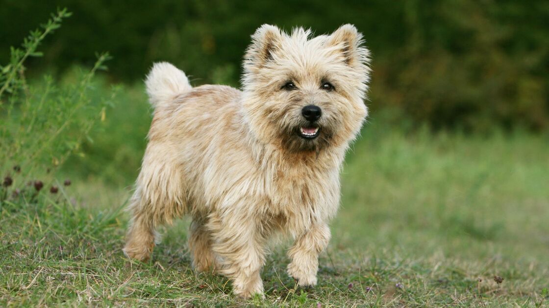 Cairn Terrier: tutte le caratteristiche della razza