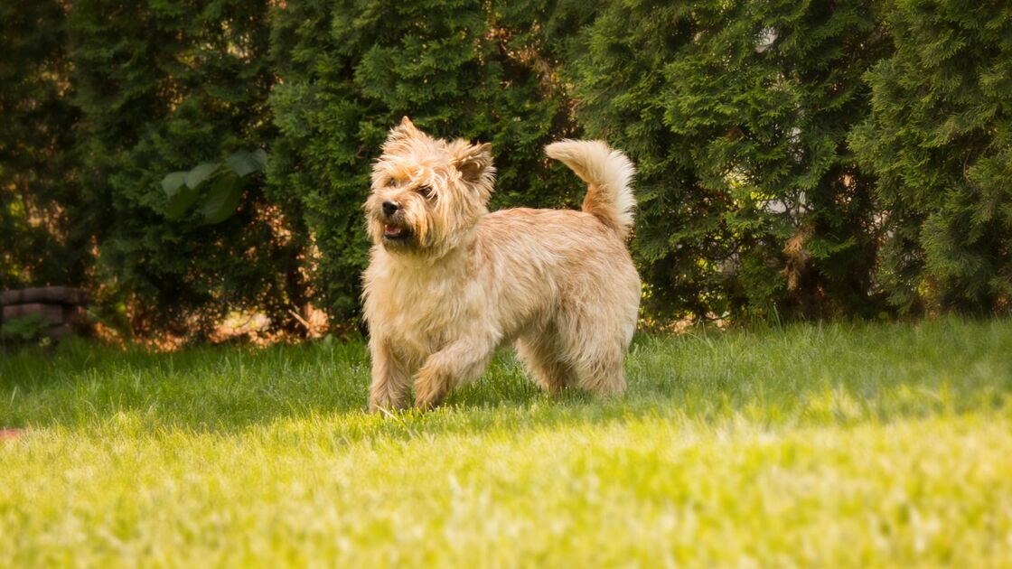 Cairn Terrier nel prato
