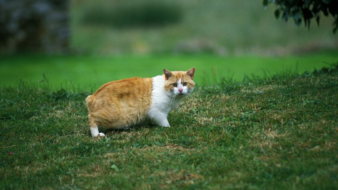 Gatto Manx: tutte le caratteristiche della razza