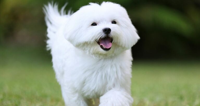 Il Maltese_cosa sapere su questa razza da compagnia