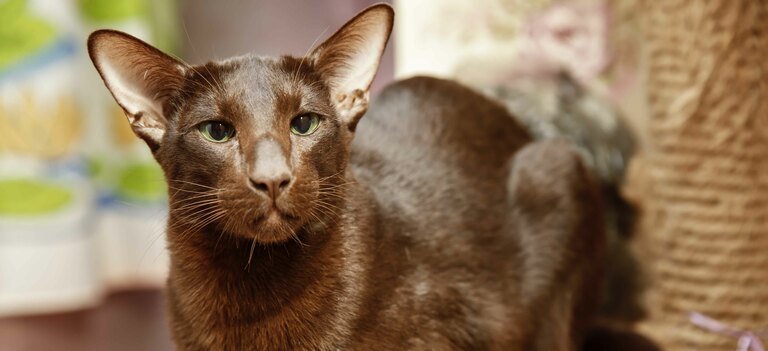 Scopriamo le caratteristiche del gatto Havana Brown
