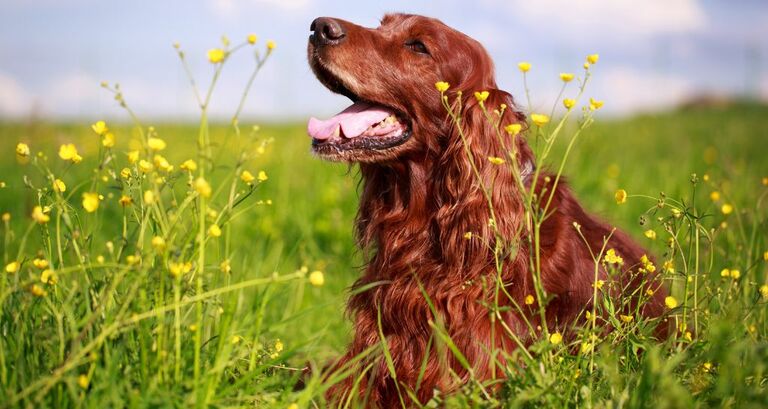 Cani da ferma_le razze più popolari