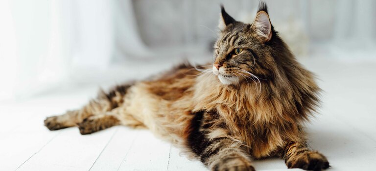 Scopriamo di più sulla razza di gatto Maine Coon