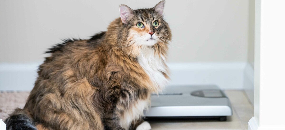 Maine Coon