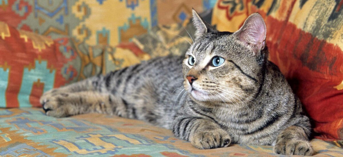 Scopriamo tutti i segreti della razza di gatto Pixie Bob