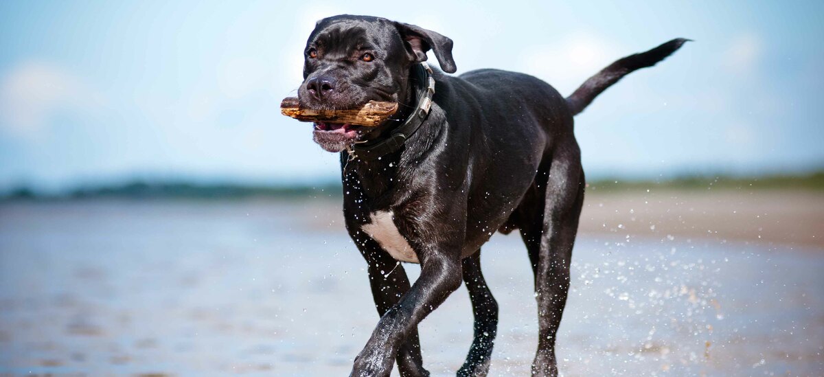 Scopriamo un focus sul cane corso