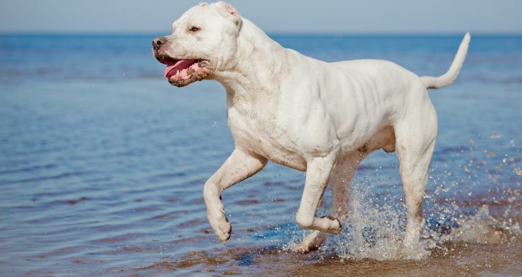 dogo argentino al mare